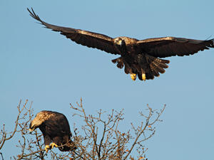 Подкрепете проект на EVN за опазването на царския орел в България