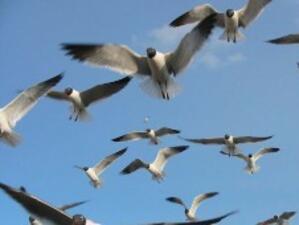 Разширява се мрежата от защитени зони за птиците