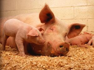 ЕС приканва държавите-членки да засилят контрола върху чумата по свинете 