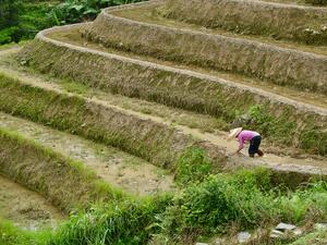 Почти 98 процента от основните земеделски продукти произведени в Китай