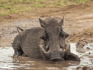 Облекчават се изискванията при провеждане на индивидуален лов на дива свиня