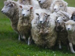 Старт на нови схеми за отглеждане на овце-майки и кози-майки