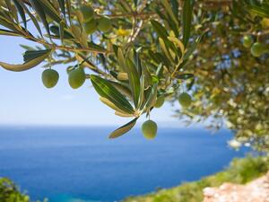Испания е най-големият производител на маслини в Евросъюза