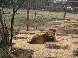 Четири лъва се завърнаха в Южна Африка с Turkish Cargo