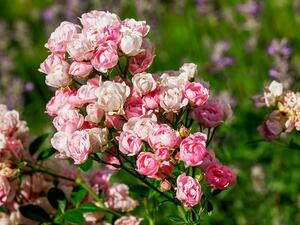 Специален закон ще регламентира производството на маслодайна роза
