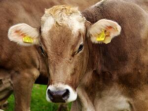 Животновъдите с месодайни крави под селекционен контрол са подпомогнати с 550 хил. лв.