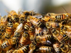 Предупреждават с SMS-и пчеларите в Пазарджишко за предстоящи пръскания с препарати