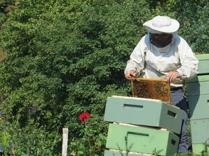 Пчеларите ще бъдат компенсирани с 600 хил. лева за щети от растителна защита