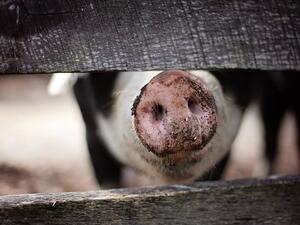 Очакват се резултатите от пробите от свинекоплекса в Юделник