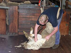 Световното по стригане на овце започна във Франция