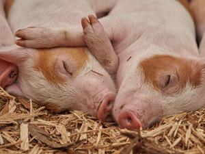 Фонд "Земеделие" преведе 4.3 млн. лева по схемата за хуманно отношение към свинете