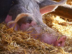 Положителни проби за чума по свинете има в 26 области у нас
