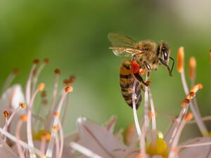 Агенцията по храните започва проверки на пчелните семейства в страната