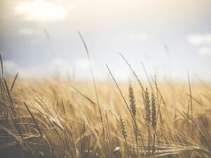На Софийската стокова борса пшеницата се търси на цена 250 лева за тон