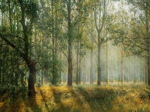 За 100 години горите у нас са увеличили територията си близо 2 пъти