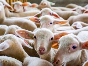 Ясни са ставките по интервенциите за обвързана подкрепа в животновъдството