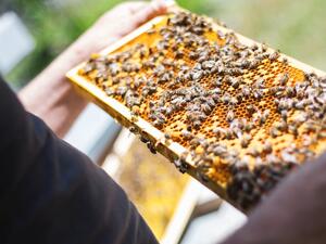 Половината от пчелите загинали от липса на храна през зимата