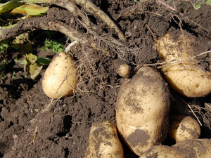 Картофопроизводителите отчитат разходите си за борба с вредителите