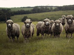 Стадо овце изпаса нива с канабис в Гърция, животните се държат странно