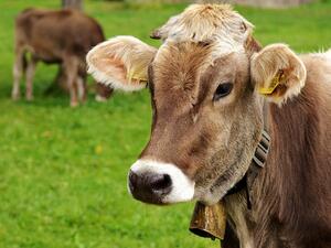 На 15 февруари приключва приемът по de minimis за изхранване на животни