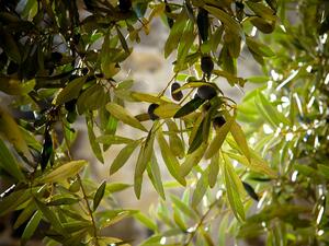 Без маслини и зехтин от Халкидики заради климатичните промени