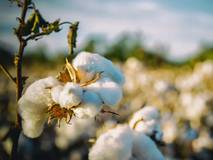 Земеделският фонд изплати почти 4 млн. лева на памукопроизводителите 