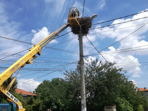 Електроразпределение Юг монтира 181 нови платформи за щъркелови гнезда по стълбове от елмрежата