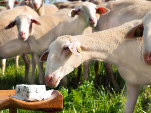 Отглеждането на овце измества свиневъдството в България