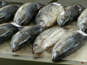 Уловът на риба намалял с до 40% през миналата година