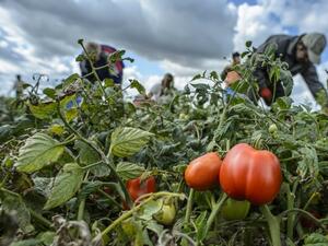Турция се отказа от забраната за износ на домати