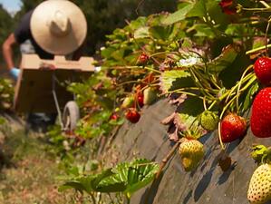 Когато Европа се радва на плодове през лятото, най-вероятно това е заради българските гурбетчии