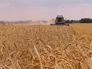 Очакваме 5,7-5,8 млн. тона пшеница тази година