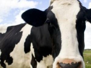 Дават на фермерите над 29,6 млн. лв. за подпомагане на млечни крави