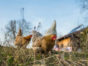 България обяви три огнища на птичи грип