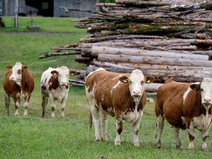 Млечните крави в България са намалели с почти 8% за година