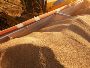 Цените на пшеницата и царевицата са под натиск след вдигането на морската блокада
