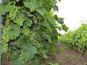До 1 септември прибират гроздето на зелено, лозарите подписват договори до 18 август