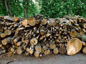 Годишно в България се горят около 3 млн. кубика дърва за отопление