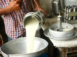 Изкупните цени на млякото в Евросъюза продължават да се свиват и през август