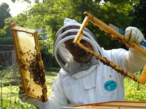 Вносът на чужди пчели майки застрашава местната популация 