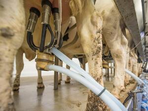 Започват засилени проверки за качеството на млякото, което се внася в страната