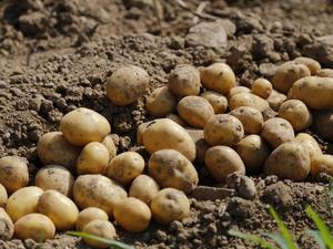Вносът на картофи расте с почти една четвърт за година