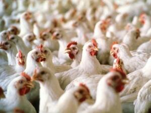 Европейският съюз препоръча на фермите ваксинация срещу птичи грип