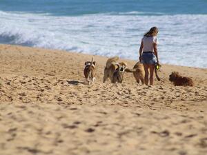 На плажа в Гърция кучето трябва да е с каишка
