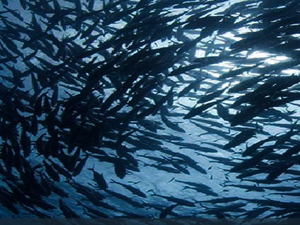Изследване на ИАРА показва стабилност на рибните запаси в Черно море