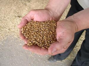 С над 30% е поскъпнала пшеницата за година