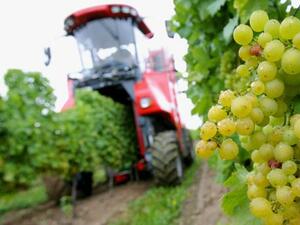 Изтичат срокове за заявления за подпомагане в лозаро-винарския сектор