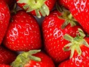 Български берачки на ягоди могат да получават по 35,42 евро на ден в Испания