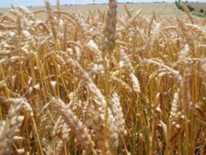 Украйна може да отмени квотите за износ на зърно