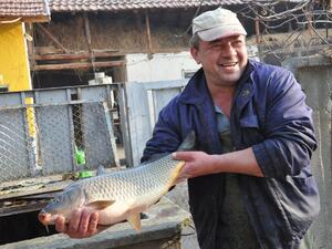 Рибата в София не поскъпна в навечерието на Никулден